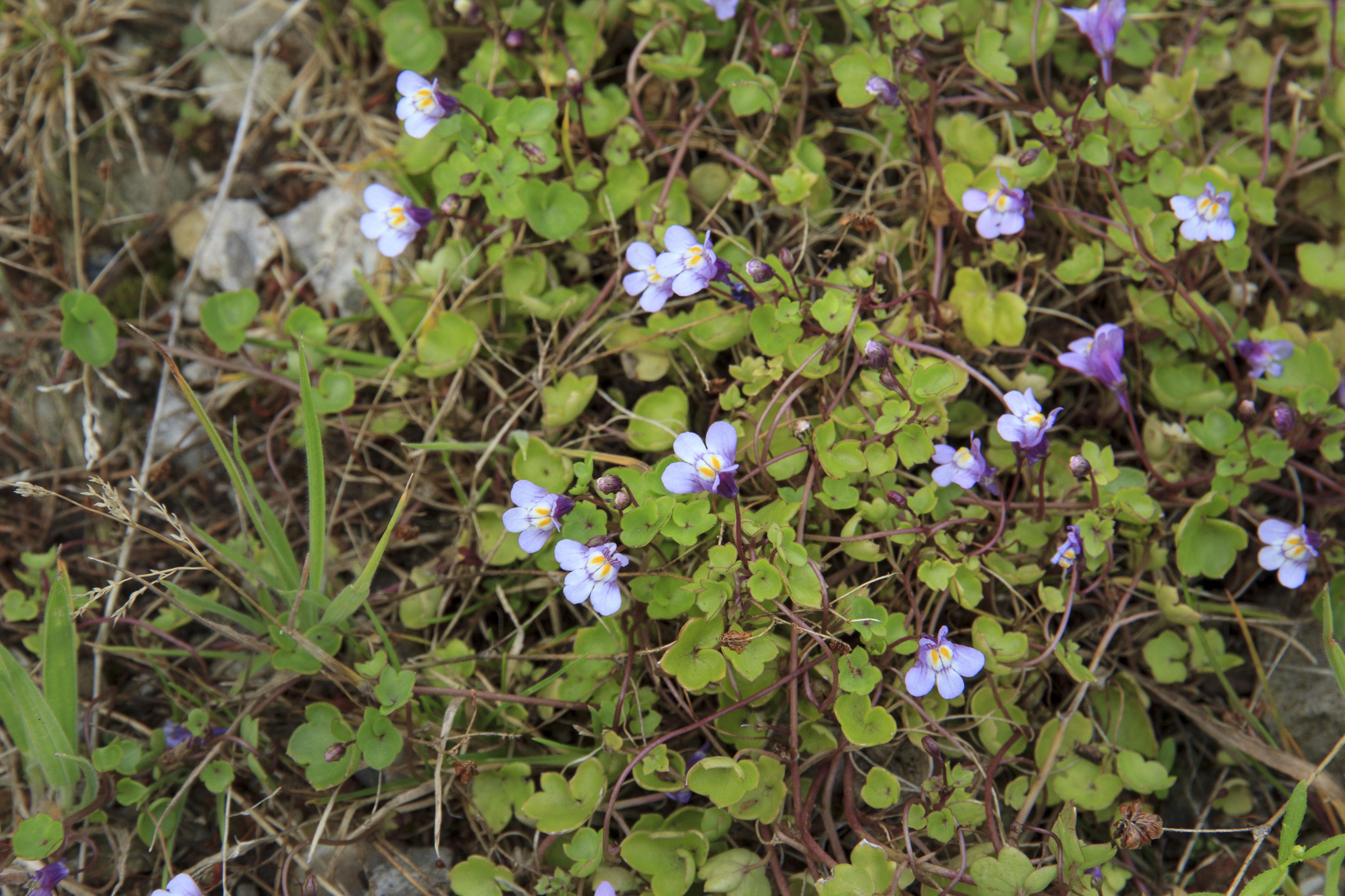 welk viooltje? is dit